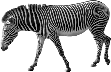 a zebra walking across a white background