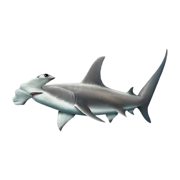 an illustration of a great white shark