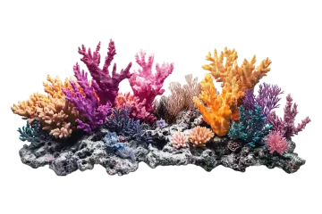 a group of corals on a white background
