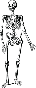 a black and white drawing of a skeleton