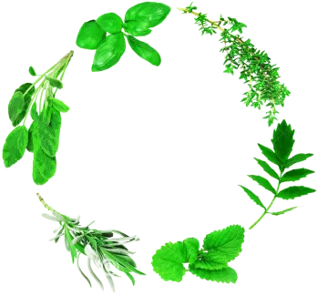 herbs arranged in a circle
