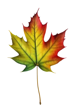 a colorful maple leaf on a white background