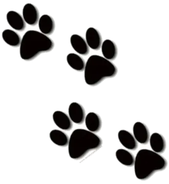 black paw prints on white background