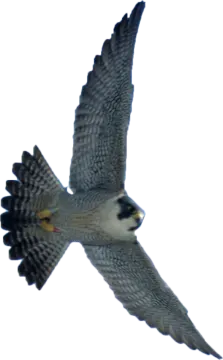 a bird flying in the air with its wings spread