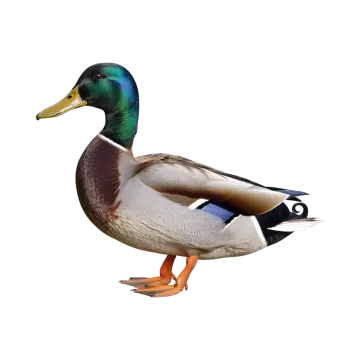 a duck on a white background