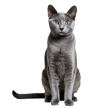a gray cat with blue eyes sitting on a white background