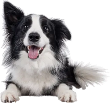 a black and white dog with its tongue out
