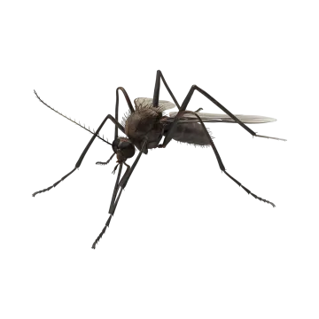 a close up of a mosquito on a white background