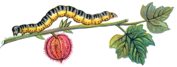 a drawing of a cater cater on a branch