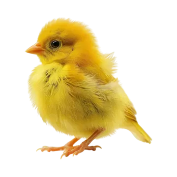 a small yellow bird on a white background