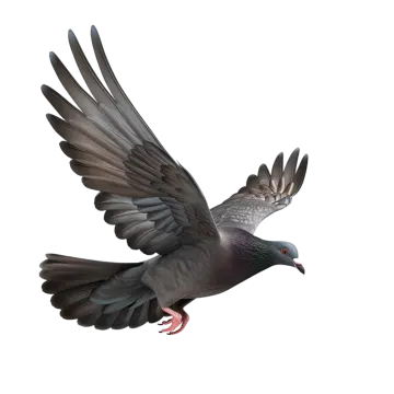 a pigeon flying with its wings spread out