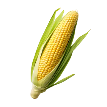 a corn on a white background