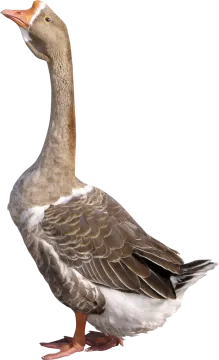a duck is standing on a white surface