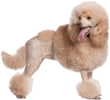 a small brown poodle dog with its tongue out