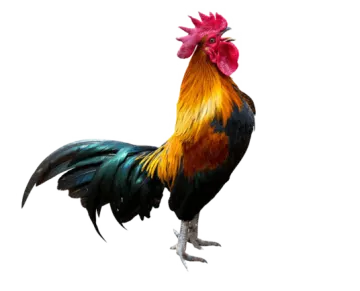 a rooster standing on top of a white surface