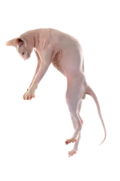 a white cat is jumping in the air