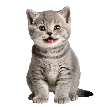 a small kitten sitting down and looking at the camera