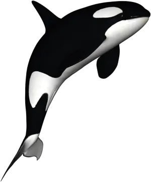 a black and white orca in the air