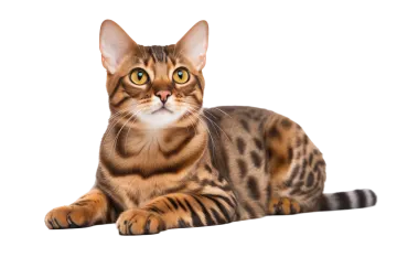 a cat with yellow eyes laying down on the floor