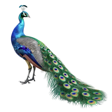 a peacock with its feathers spread out