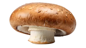 a mushroom on a white background