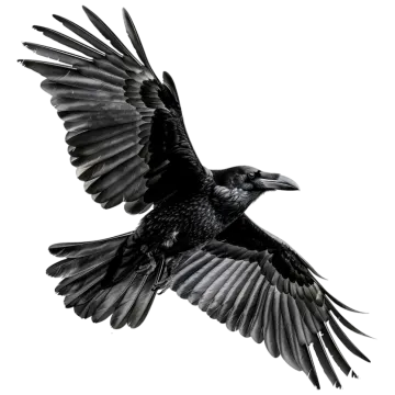 a black bird flying through the air