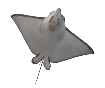a manta ray on a white background