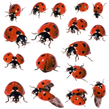 a group of ladybuns on a white background