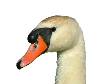 a close up view of a swan's head