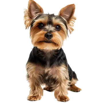a small dog sitting on top of a white surface