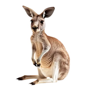 a kangaroo is sitting on its hinds