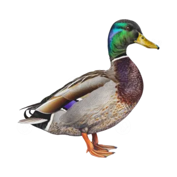 a mallard duck on a white background