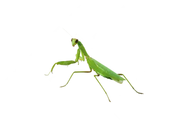 a praying mantis on a white background