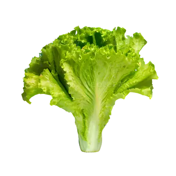 a close up of a green leafy vegetable
