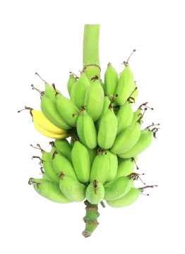 bunch of green bananas
