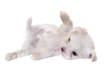 a small white dog laying on its back