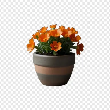 a pot of orange flowers on a white background