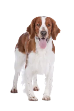 a brown and white dog with its tongue out