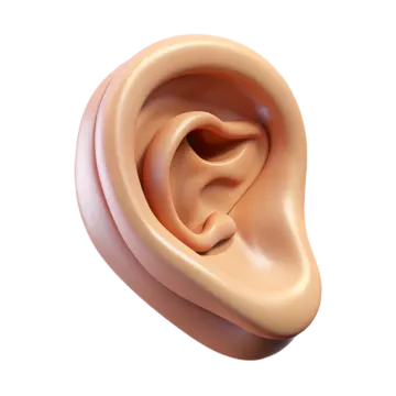 a close up of the inside of an ear