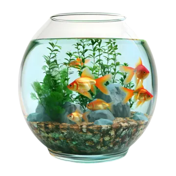 an aquarium with goldfishs in it