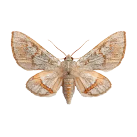 a moth on a white background