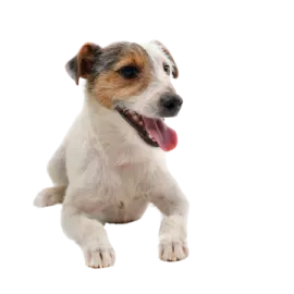 a small white and brown dog with its tongue out