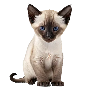 a siam cat with blue eyes sitting down