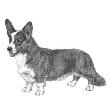 a black and white drawing of a dog