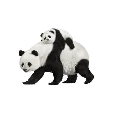 two panda bears are standing next to each other
