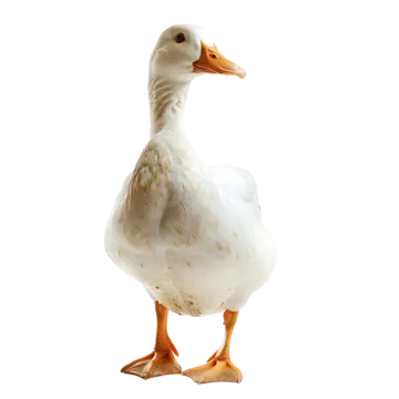 a white duck standing on its hinds