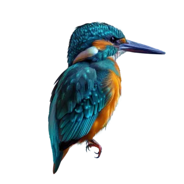 a close up of a bird on a white background