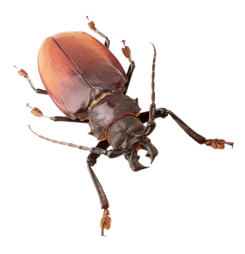 a close up of a beetle on a white background