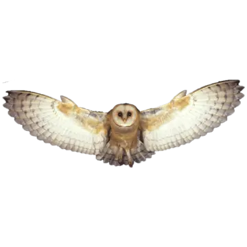 a barn owl flying in the air