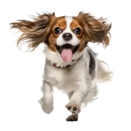 a dog with long hair running through the air